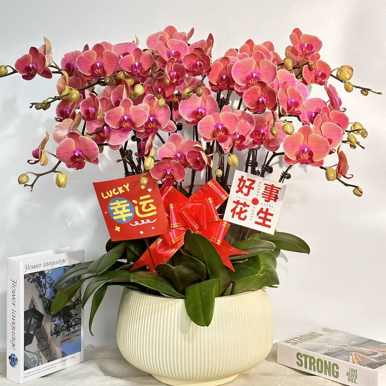 花中贵族【小橘灯】蝴蝶兰送礼懒人花 室内花卉 花期长好养活