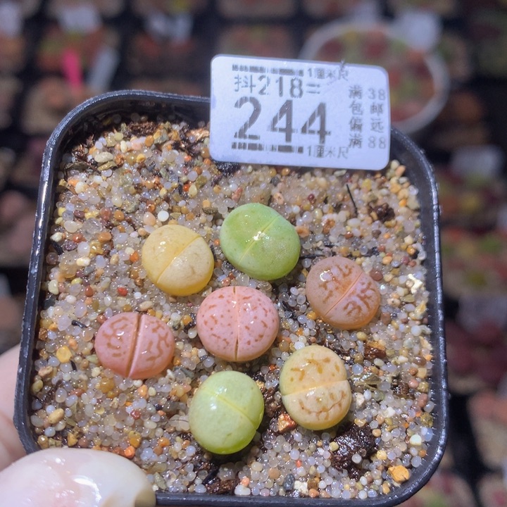  精品生石花218.244