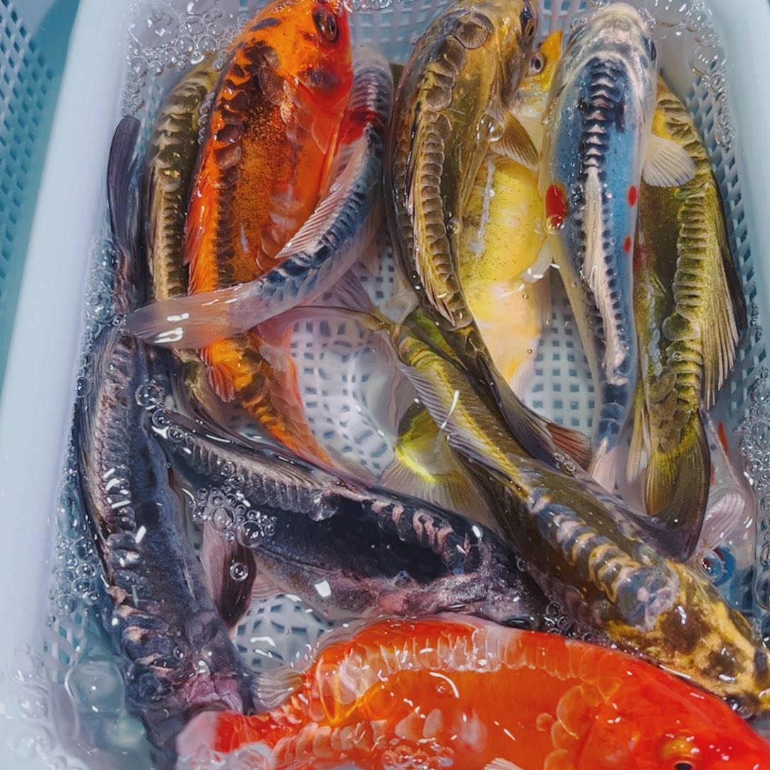 锦鲤锦鲤冷水鱼观赏124