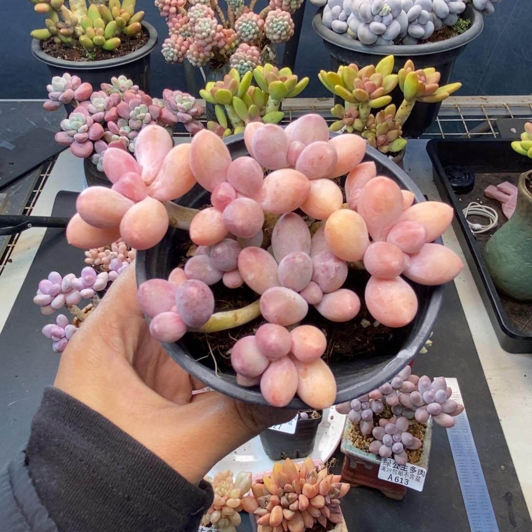 646香水手指奶多肉8c m