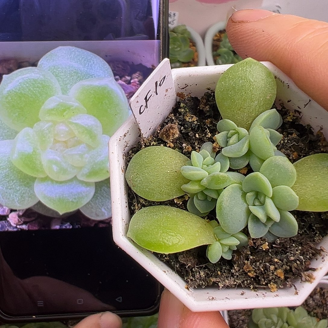 财富10 一盆四颗。 