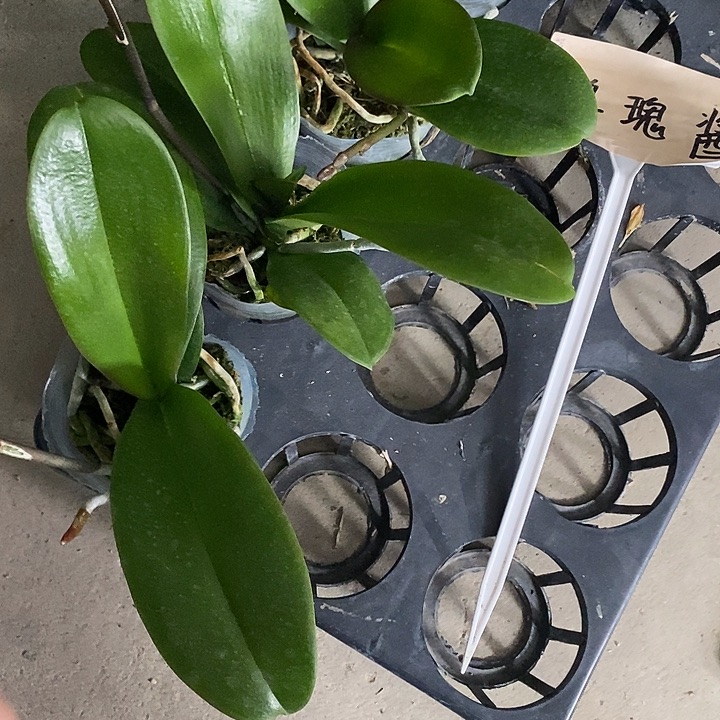 当前无花栽培后可以开花处理玫瑰酱