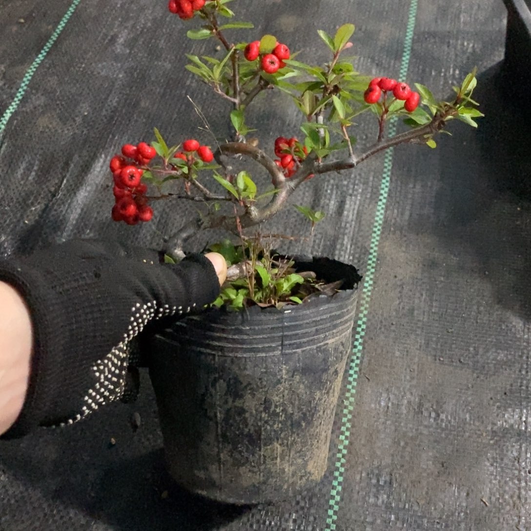 微***蓝无花朵盆景盆景20