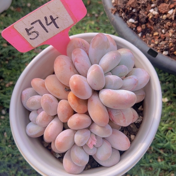 健健康康平平安安