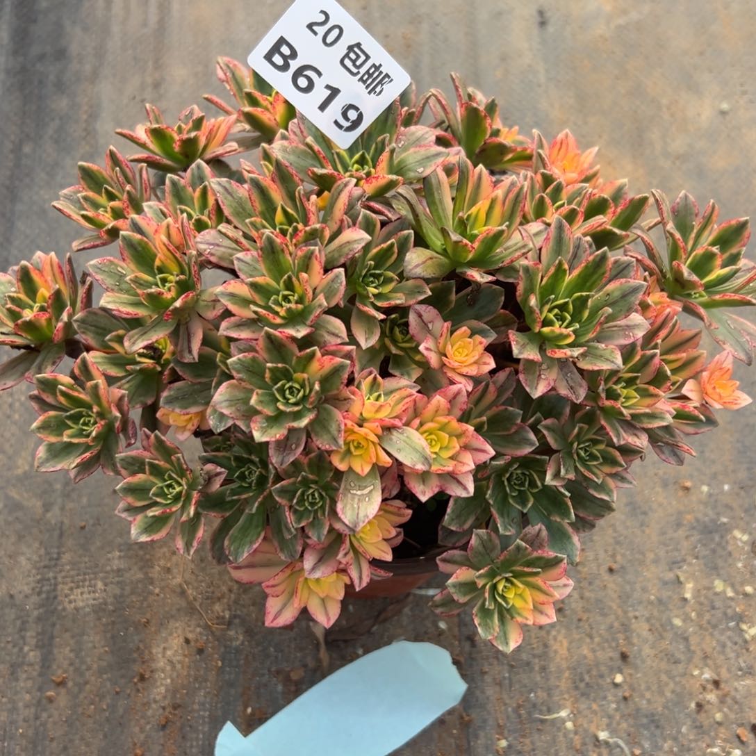 心***苏619甜茶，满20包邮