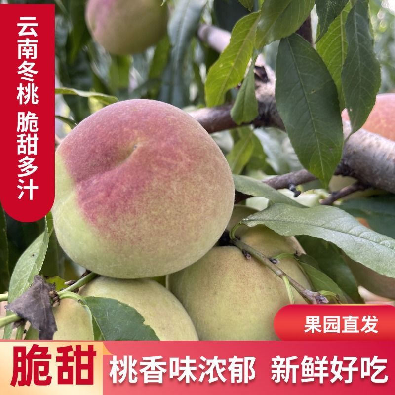 云南大理高山青皮脆桃冬桃毛桃新鲜现摘香味浓郁脆甜离核应季水果