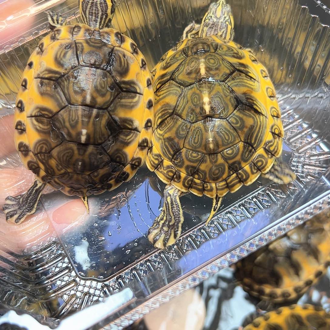 火焰龟不分公母004