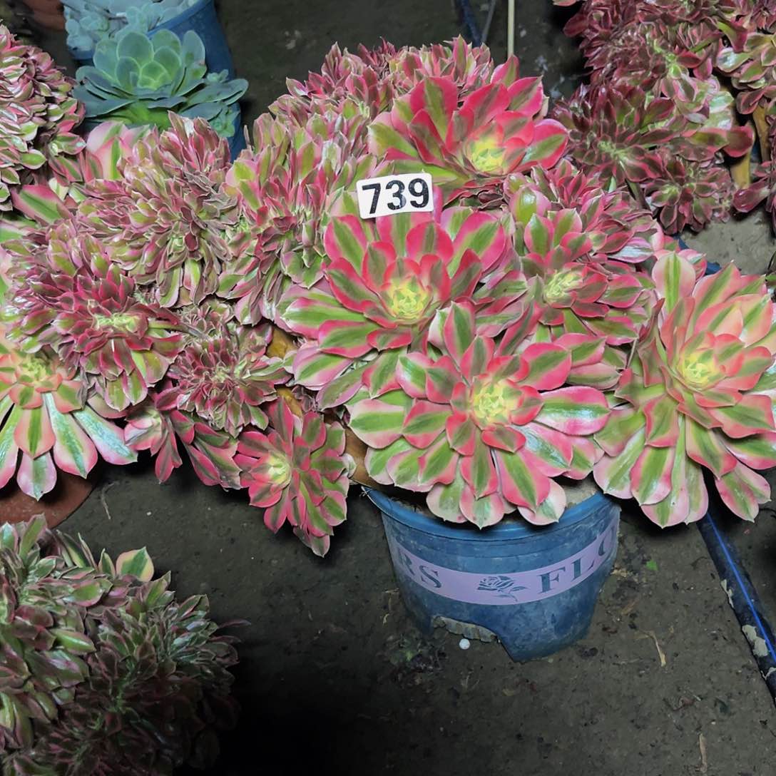 女巫法师15–19不包邮法师