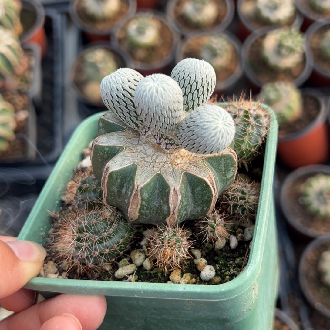 苗接精巧丸子仙人球