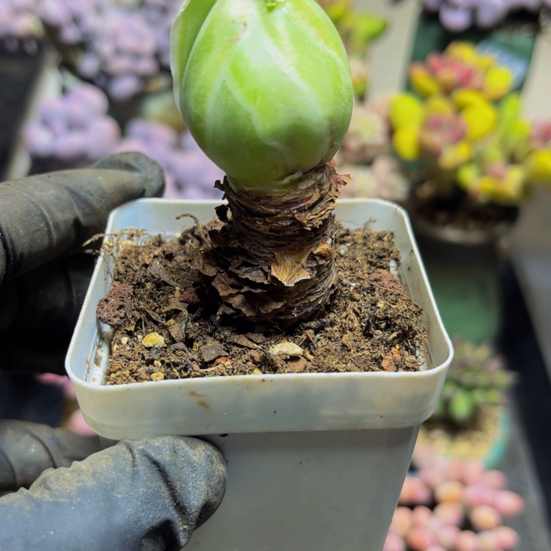 520老桩Egg多肉植物