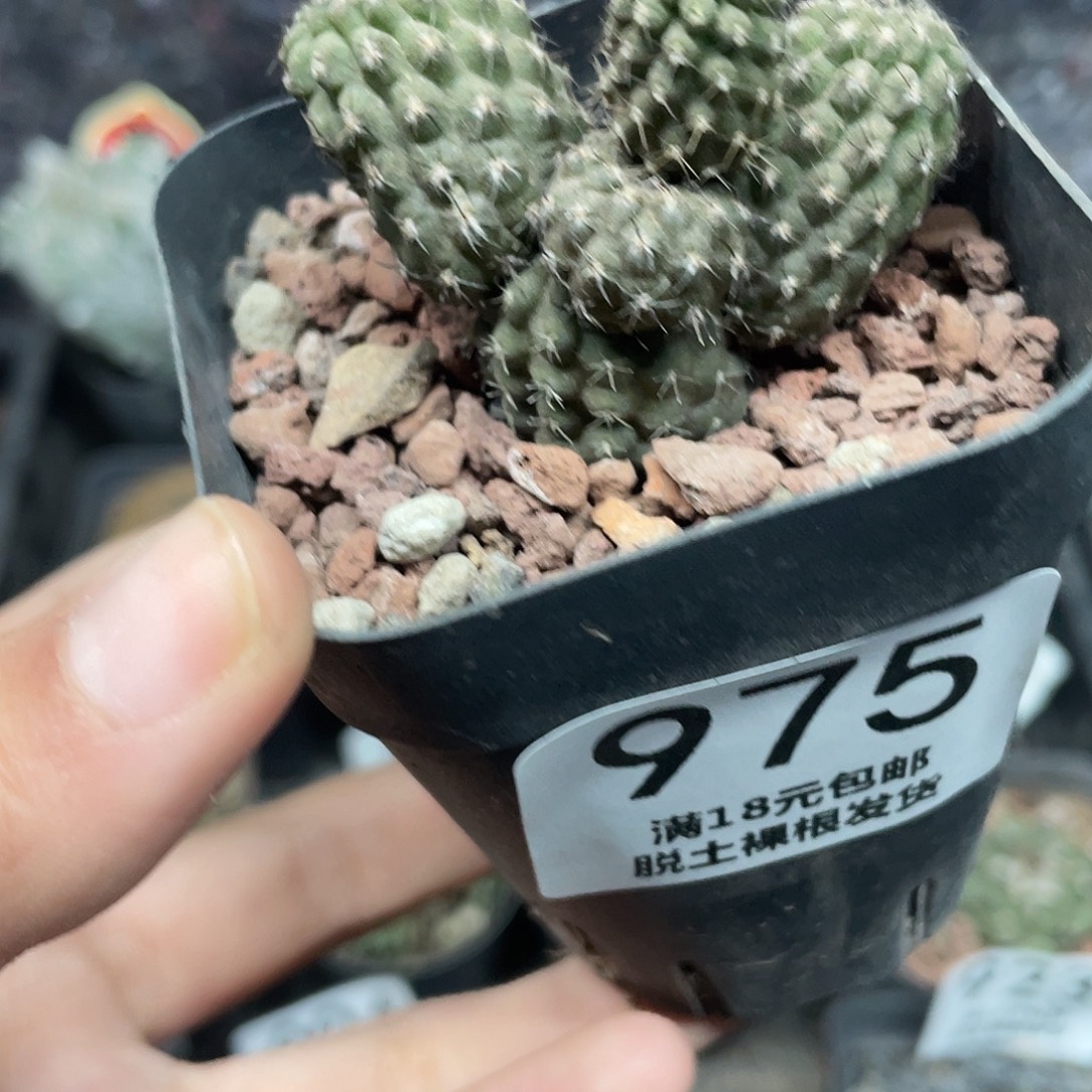 975多头豹头仙人球植物