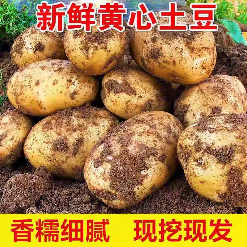 【文总助农】新鲜黄皮黄心土豆现挖沙面洋芋马铃薯（内蒙直发）
