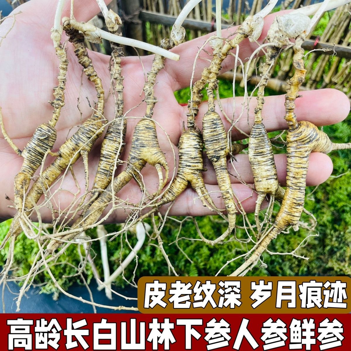 长白山精品林下参改价链接一物人参一拍