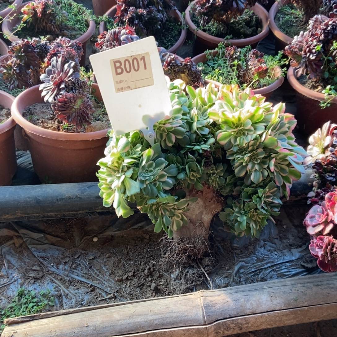 p***sB001香妃干伤处理