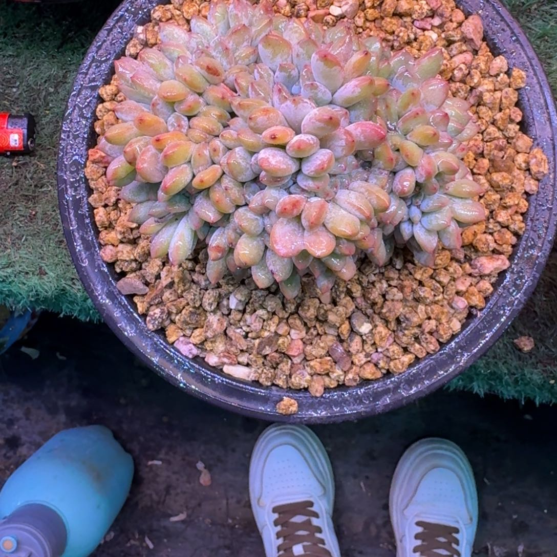 星影缀化无砍多肉