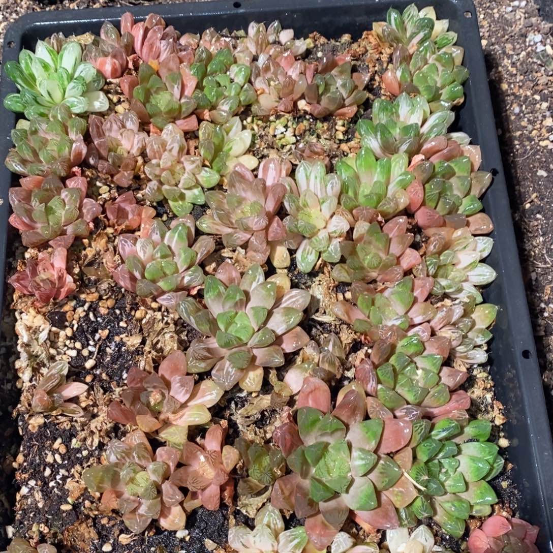 1128 一颗实生苏皇玉露锦 双12整点福利