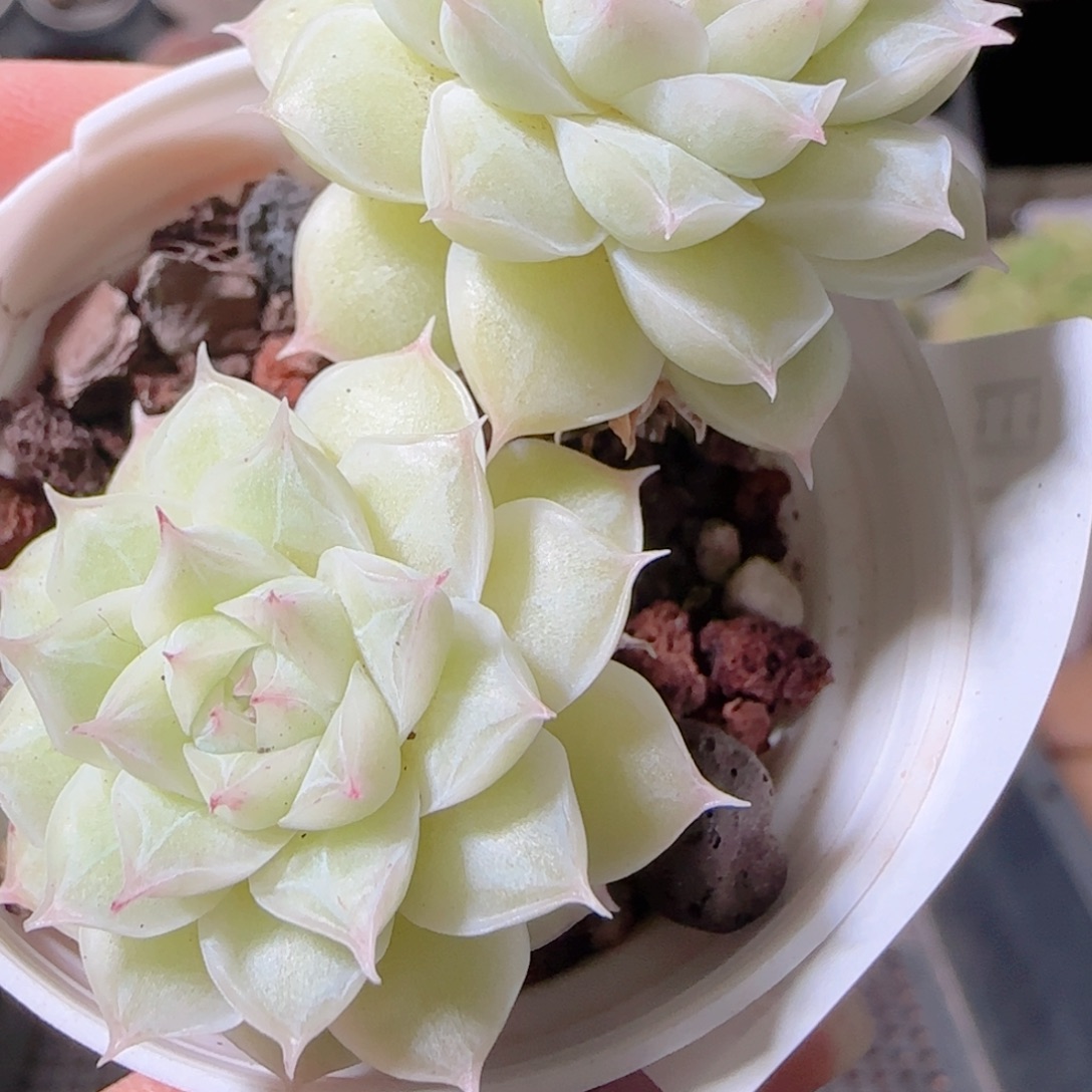 花语多肉1221-78女王散