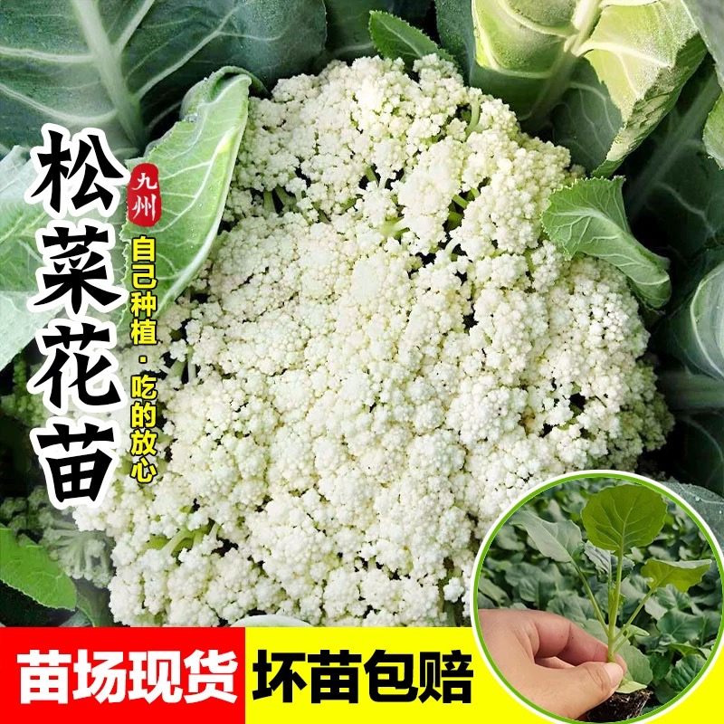 青梗松花菜苗花椰菜秧苗秋冬季节蔬菜苗花菜菜花秧苗四季南方菜苗