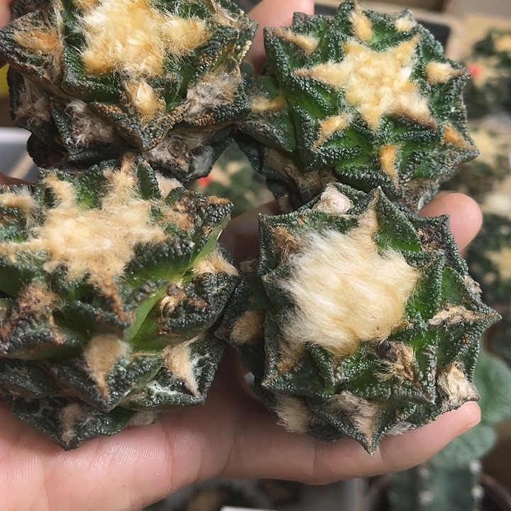 苗接落地辛顿四颗