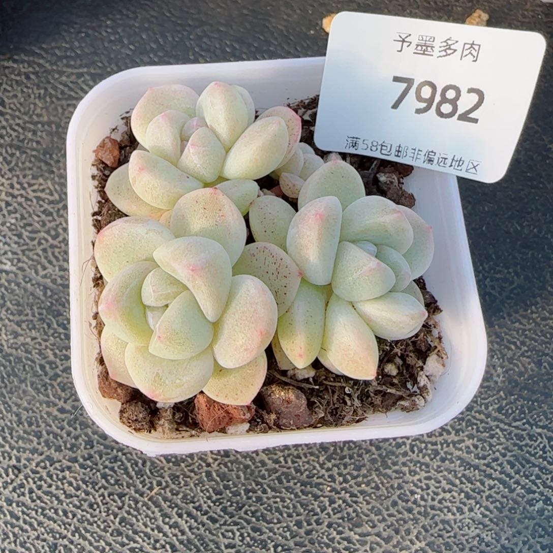 小脸冰玉7982多肉