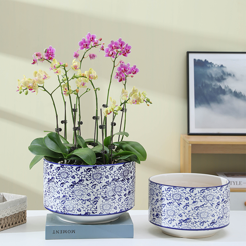 青花瓷新中式陶瓷花盆家用特大号大口径蝴蝶兰专用盆君子兰冬青盆