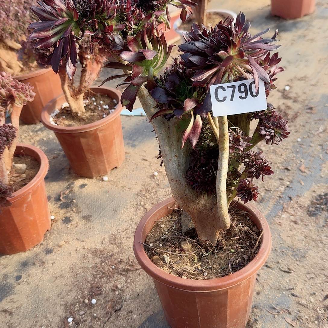 790黑法师一颗呀呀