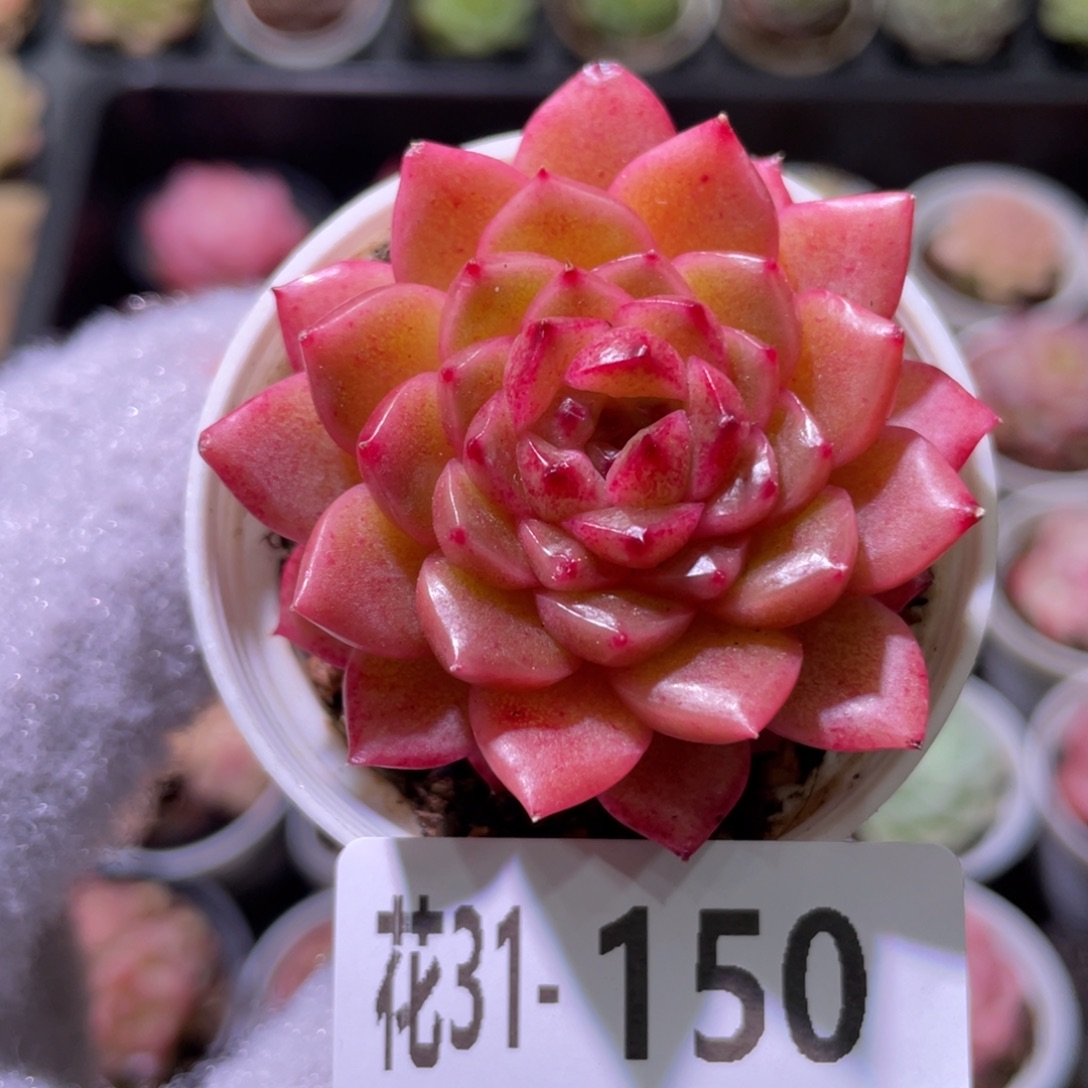 花利美31-150灵翠