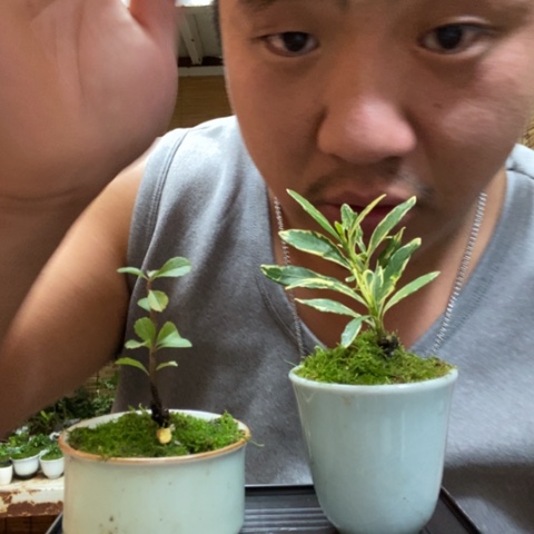 红陶一物一拍所见即所得148