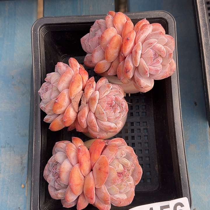 3156，三个双头星影带盆发的