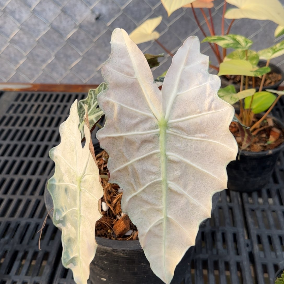 6-1201泰国发货大仙女