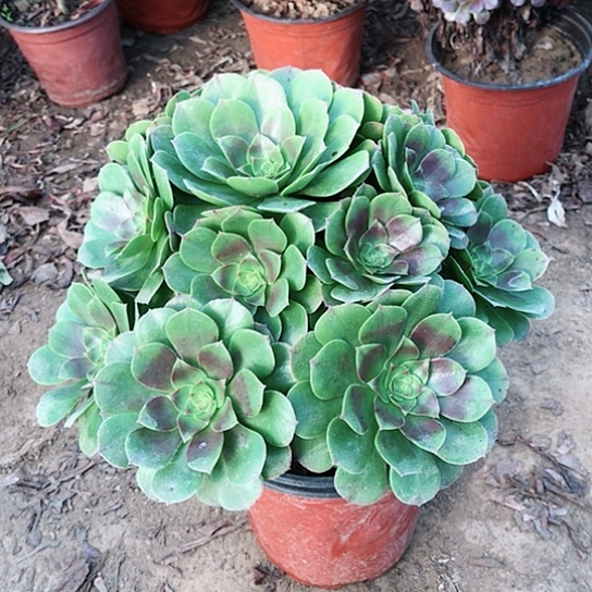 存***馆万圣节法师多肉植物82
