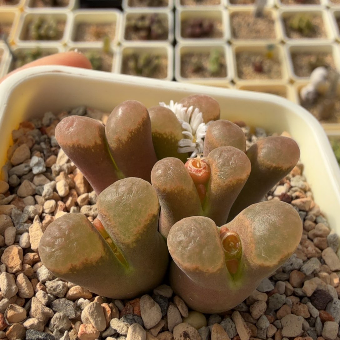 1808.2 蛋糕 11-29-L24