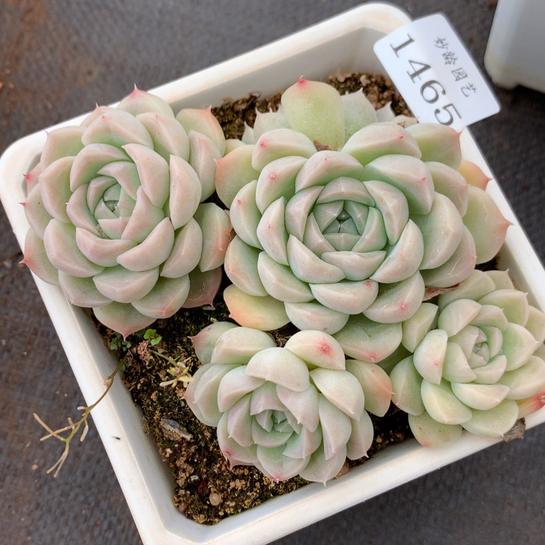 1465杂交精品基地13冠