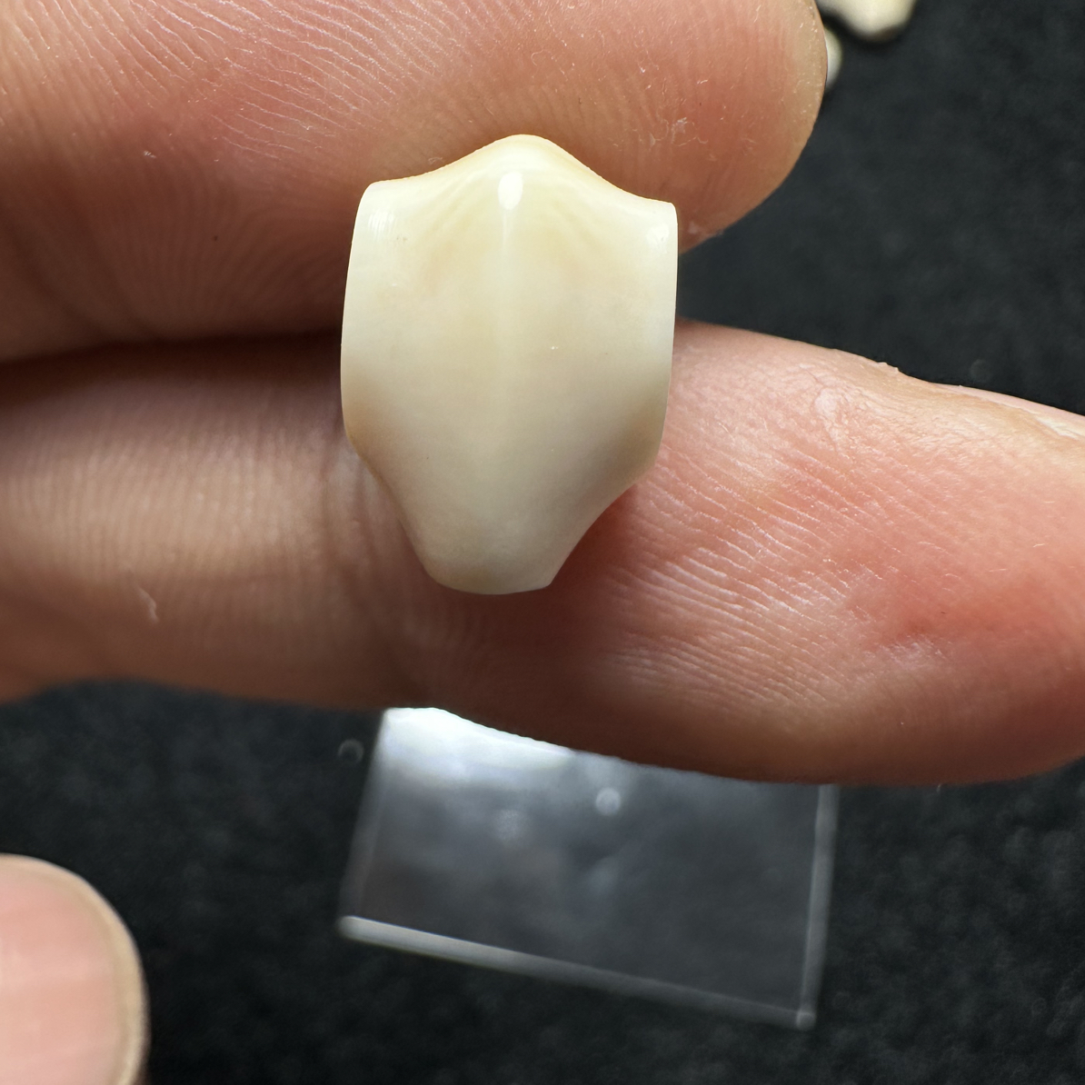 F262猛犸象牙对孔9mm冰料果冻蓝皮鲨鱼背三通