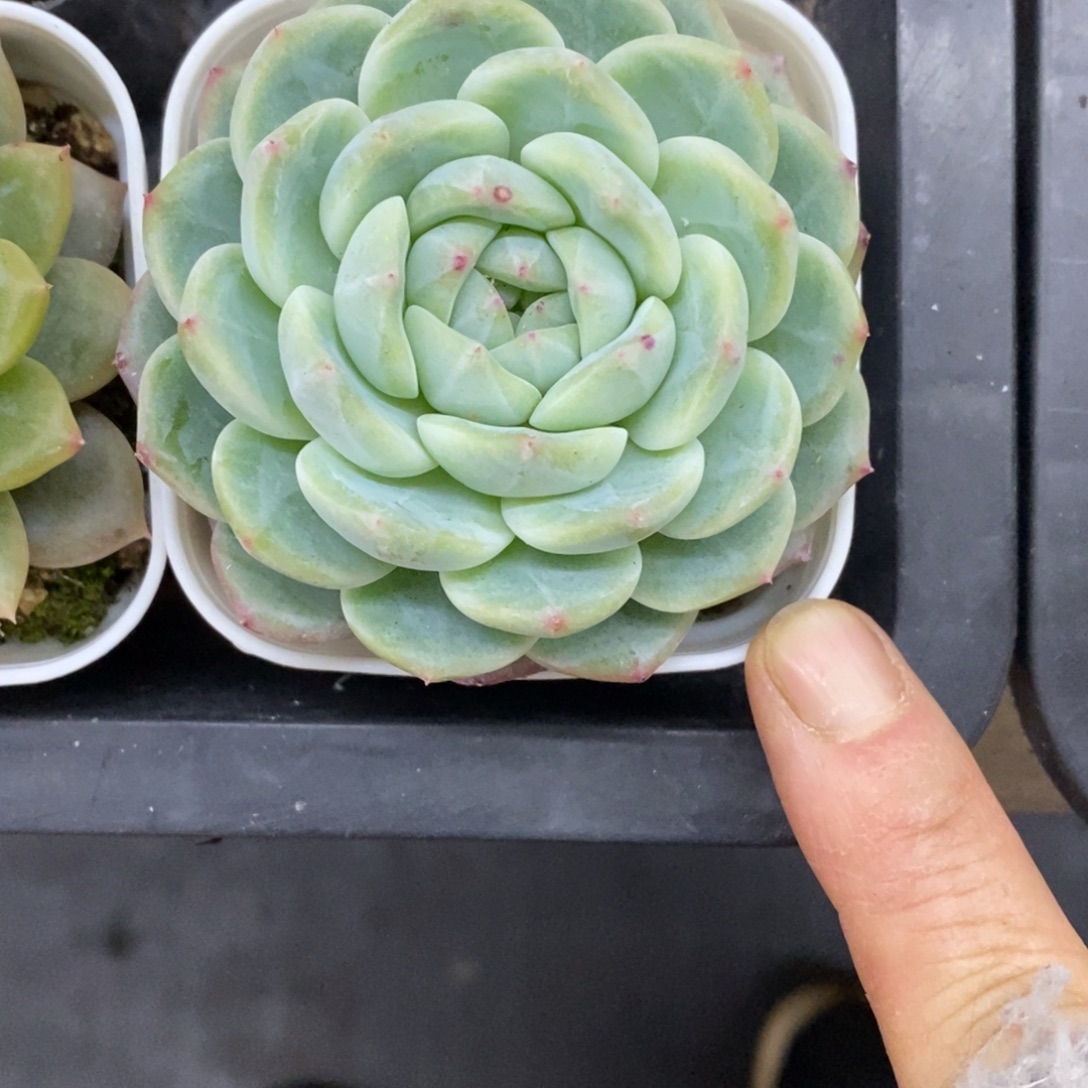 卷***儿精品多肉一物一拍不包整102