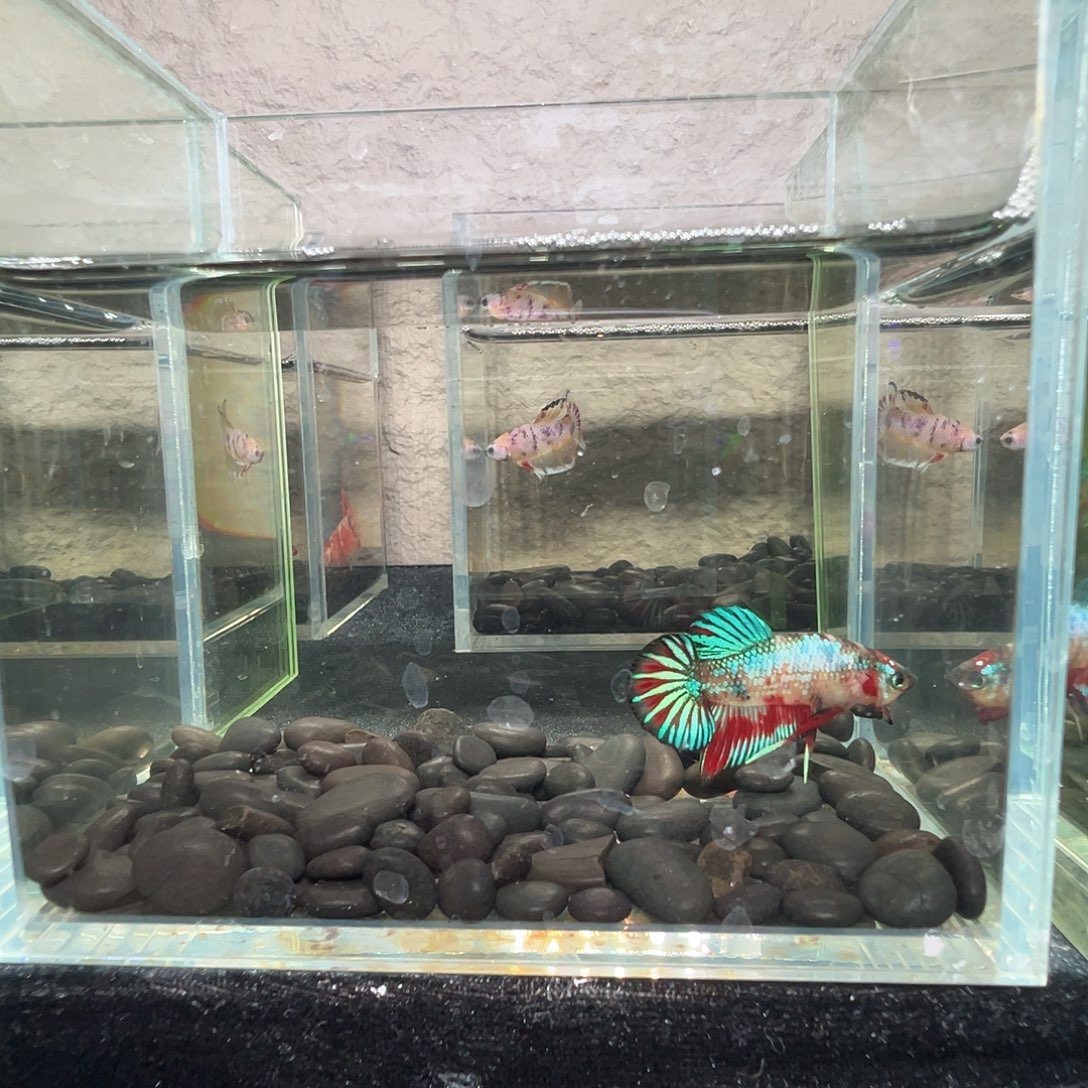 斗鱼阿浩泰斗25日68