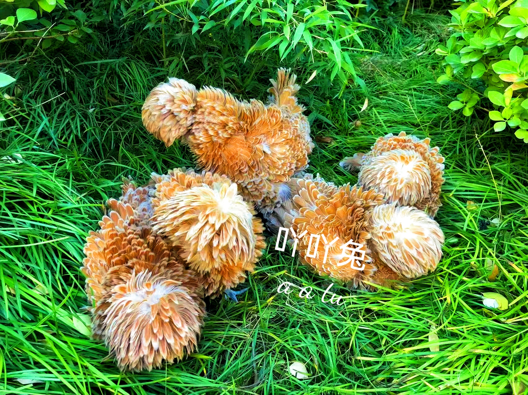 菊花头帽子鸡生鲜蛋农村散养鸡可食用顺丰包邮