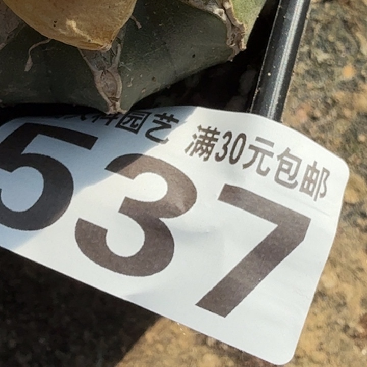 G***?无花朵苗接涛锦537