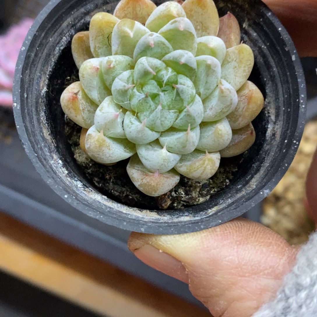 精品多肉一物一拍不包整136