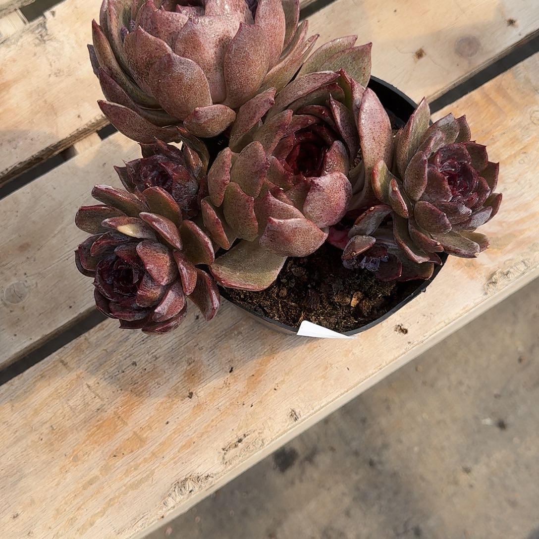 河*草3 号水晶多肉植物 0000