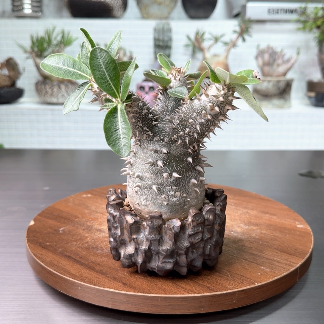 惠比大黑一物一拍