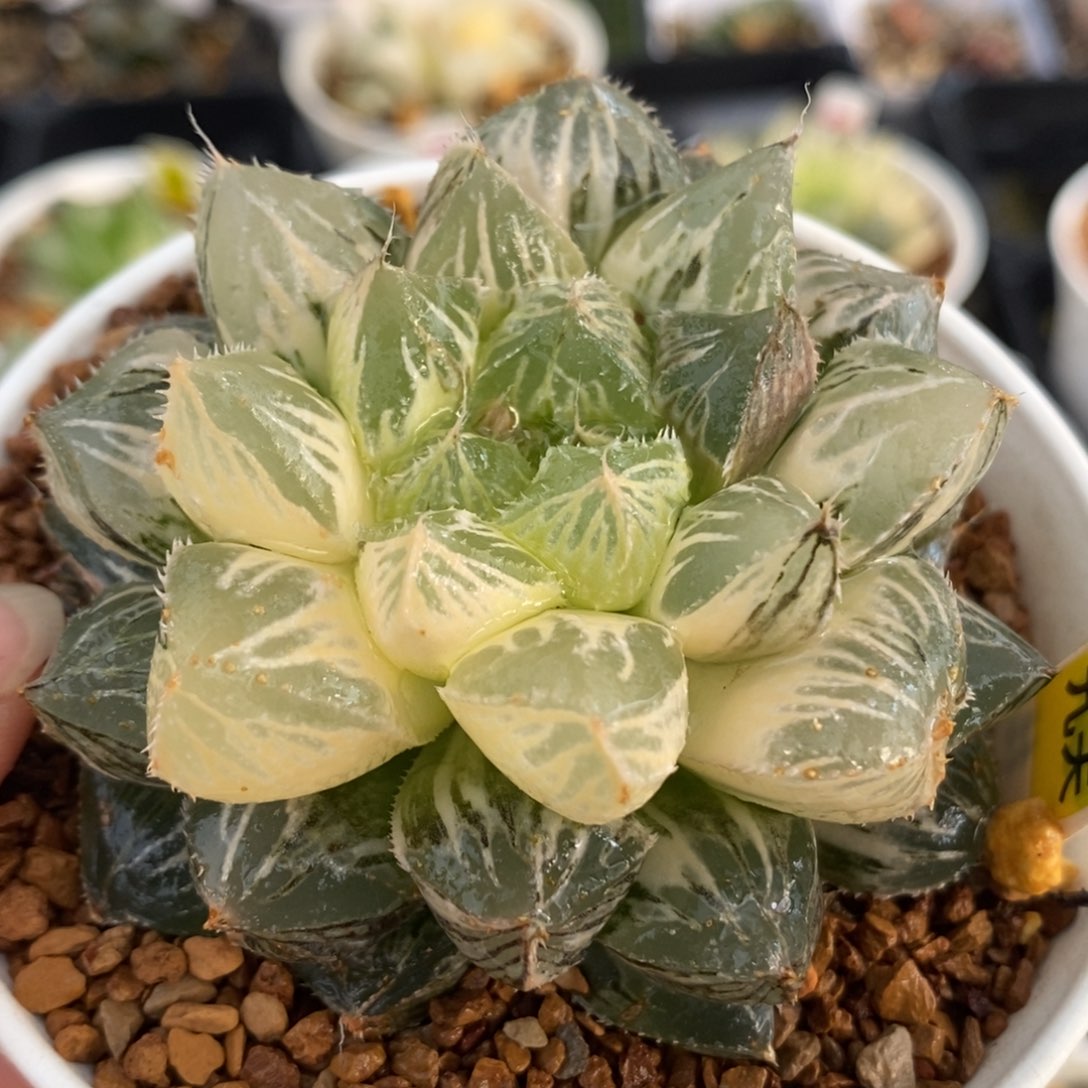 698大叶楼兰玉露锦一物一拍