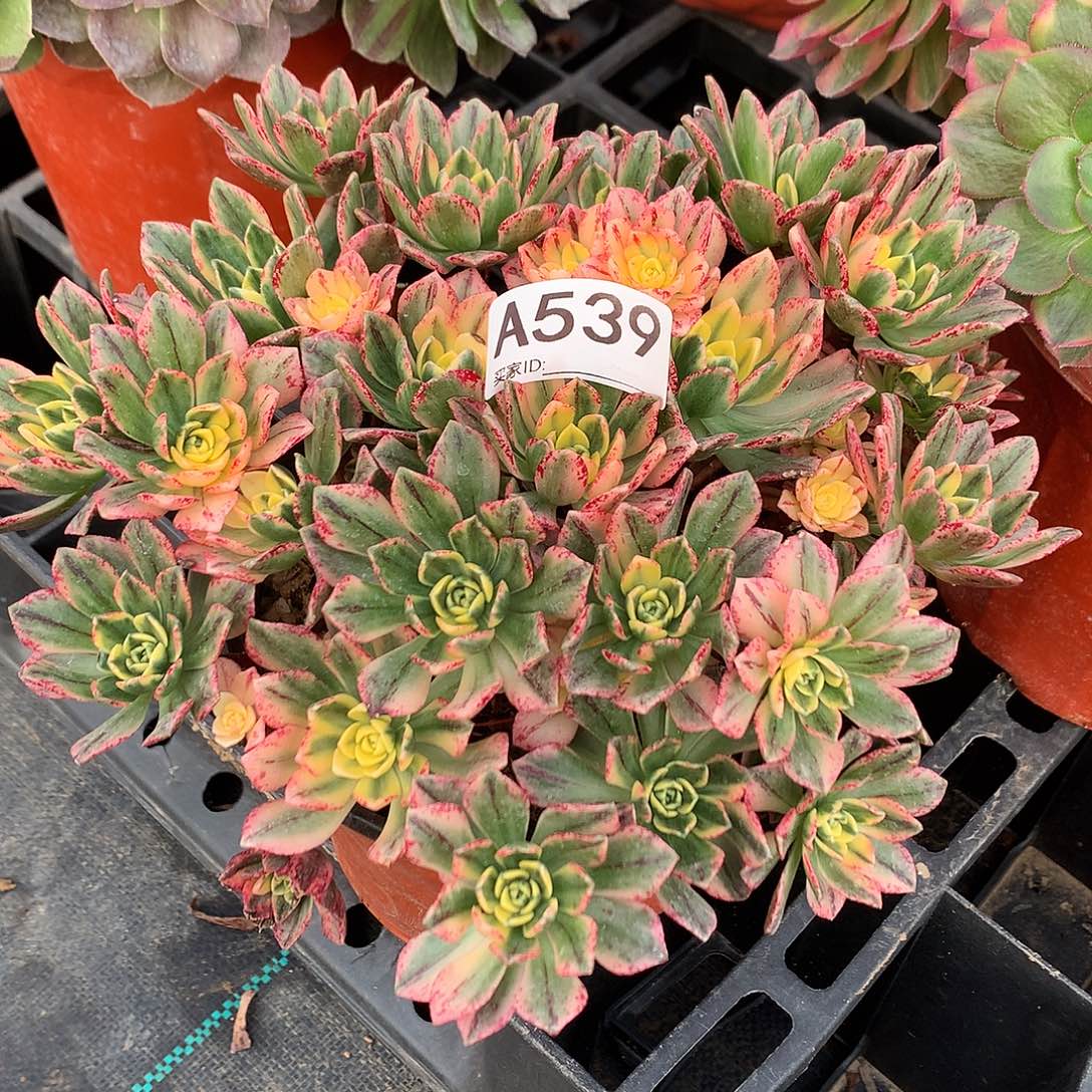 完全开放甜茶法师多肉539