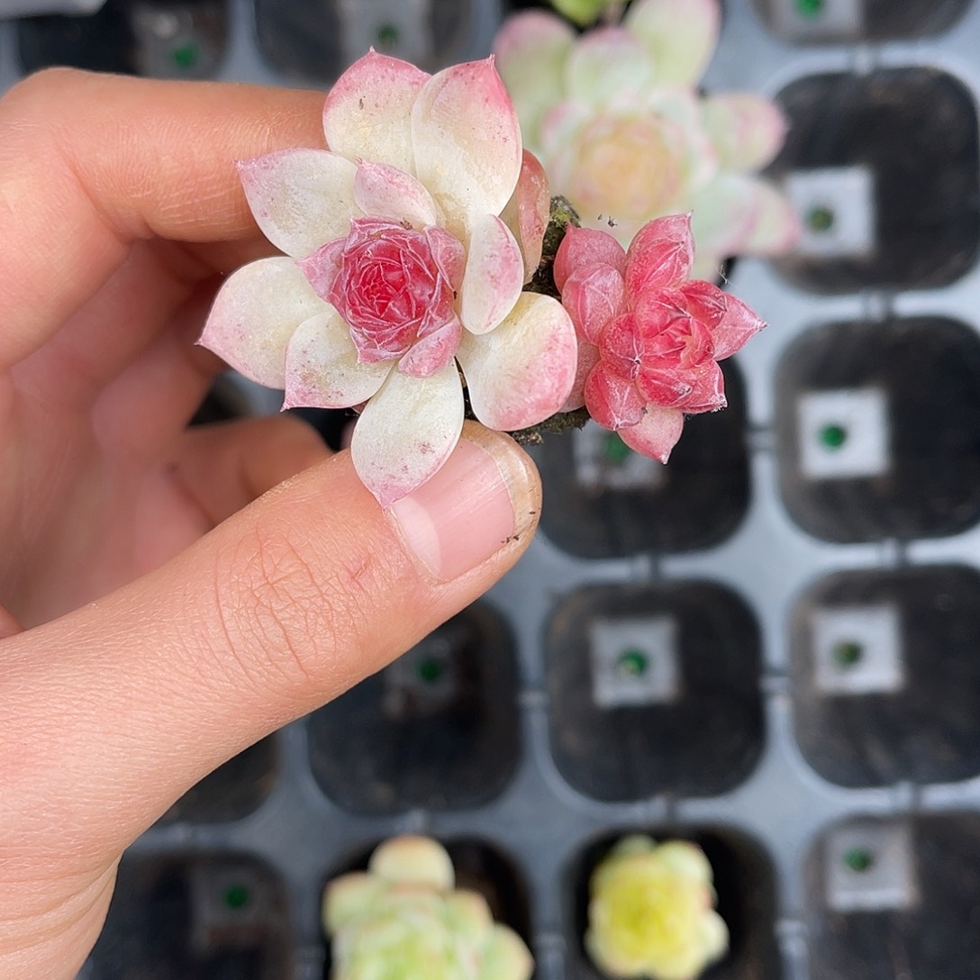 多肉一物一拍30-168