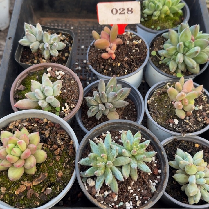 028多肉植物一物一拍