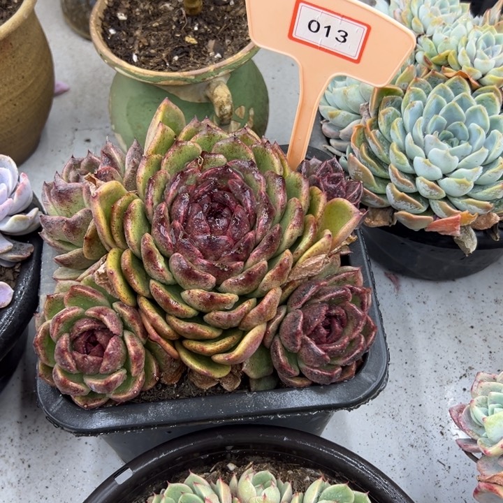 肖*丽紫水晶多肉植物013