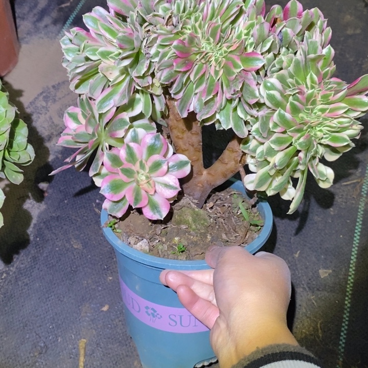 粉女巫缀9多肉植物法师法师