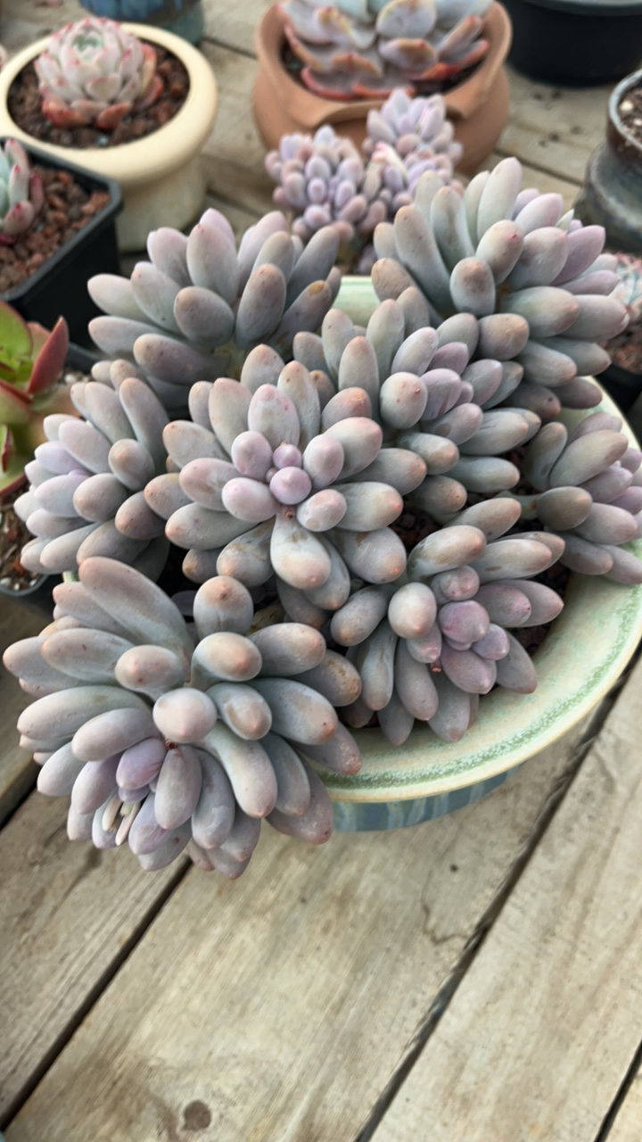 汤圆多头平头多肉