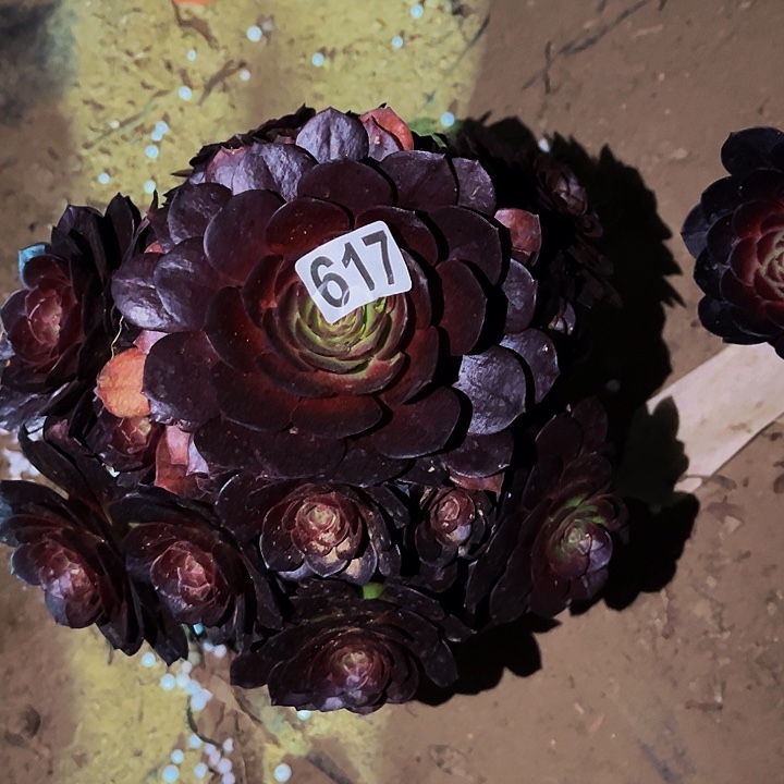 617黑骑士多肉植物处理不售后