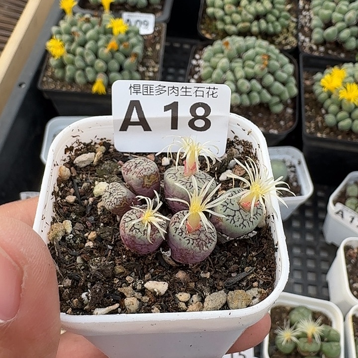 18多肉植物多肉植物